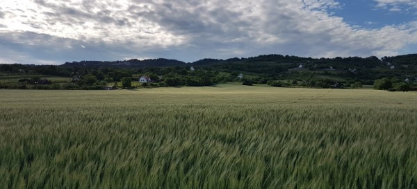 See von Weizen am Weinberg