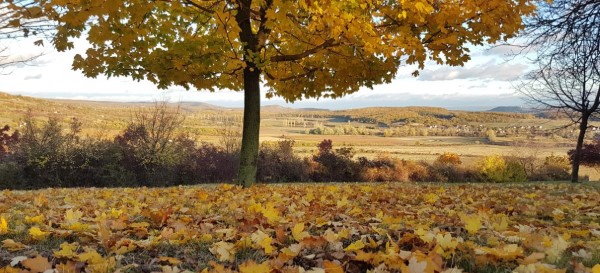 Herbst-blätter in glühend gelbe Farbe