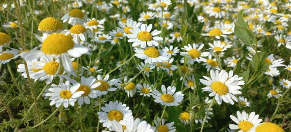 Gelb-weisse Blumen