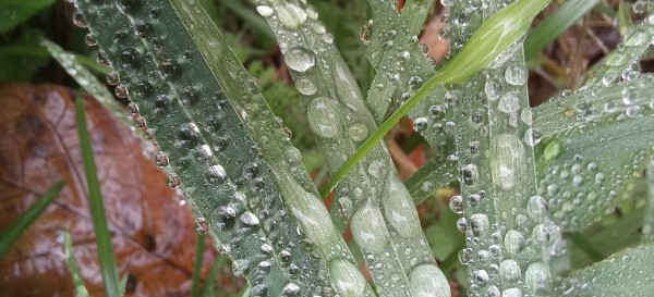 Pflanzen mit Regentropfen