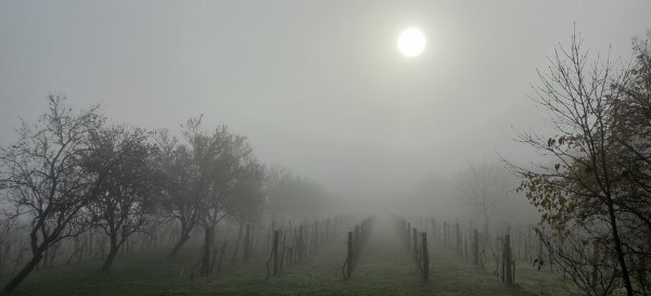 Nebel und Sonne am Weinberg