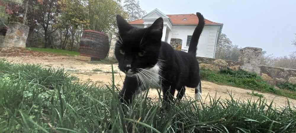 Jagende Katze vor dem Kelterhaus